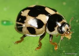 Attēlu rezultāti vaicājumam “Propylea quatuordecimpunctata”