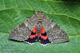 Attēlu rezultāti vaicājumam “Catocala nupta”