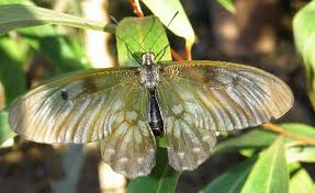 Attēlu rezultāti vaicājumam “Papilionidae”