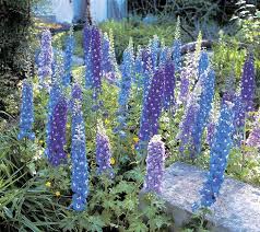 Attēlu rezultāti vaicājumam “Delphinium elatum  fruit”