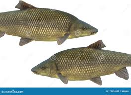 Image result for Barbus barbus