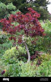 Attēlu rezultāti vaicājumam “Cotinus coggygria”