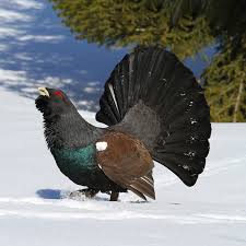 Attēlu rezultāti vaicājumam “Tetrao urogallus”