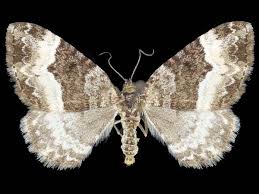 Attēlu rezultāti vaicājumam “Epirrhoe”