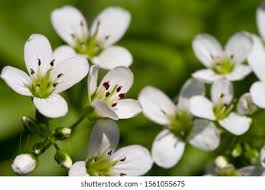 Attēlu rezultāti vaicājumam “Cardamine amara leaf”