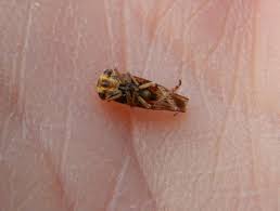 Attēlu rezultāti vaicājumam “Paramesus obtusifrons”