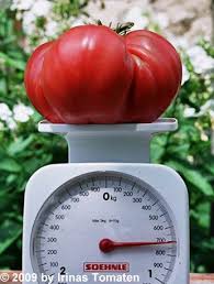 Afbeeldingsresultaat voor crnkovic yugoslavian tomato