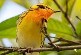 Image result for Dendroica fusca