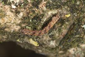 Attēlu rezultāti vaicājumam “Parascotia fuliginaria”