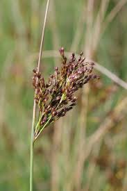 Attēlu rezultāti vaicājumam “Juncus inflexus bud”