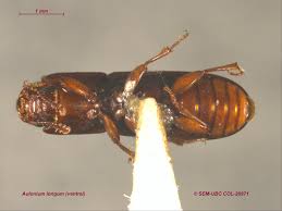 Attēlu rezultāti vaicājumam “Zopheridae”