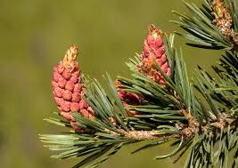 Attēlu rezultāti vaicājumam “Pinus sylvestris male flower”