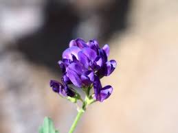 Attēlu rezultāti vaicājumam “Medicago sativa subsp. sativa”