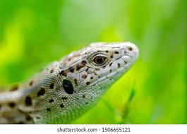 Attēlu rezultāti vaicājumam “Lacerta agilis female”