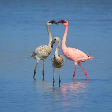 Attēlu rezultāti vaicājumam “Phylloscopus trochiloides adult”