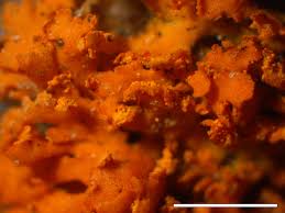 Attēlu rezultāti vaicājumam “Xanthoria fulva”