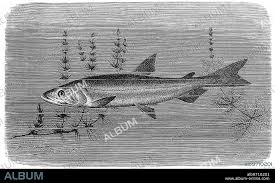 Image result for Osmerus eperlanus