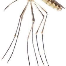 Attēlu rezultāti vaicājumam “Insecta”