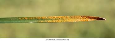 Attēlu rezultāti vaicājumam “Puccinia agrostidis”