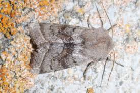 Attēlu rezultāti vaicājumam “Orthosia opima”