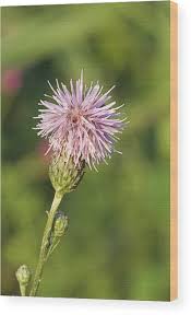 Attēlu rezultāti vaicājumam “Serratula tinctoria”