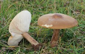 Image result for Melanoleuca rasilis var. pseudoluscina