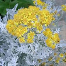 Attēlu rezultāti vaicājumam “Jacobaea paludosa flower”