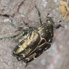 Attēlu rezultāti vaicājumam “Potosia cuprea imago”