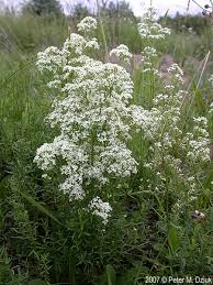 Attēlu rezultāti vaicājumam “Galium boreale fruit”