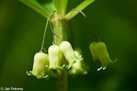 Attēlu rezultāti vaicājumam “Polygonatum verticillatum bud”
