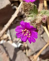 Attēlu rezultāti vaicājumam “Arcyria incarnata young”