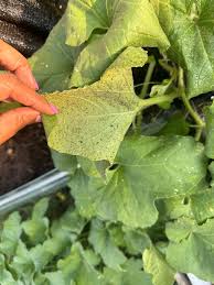Attēlu rezultāti vaicājumam “Diphyus latebricola”