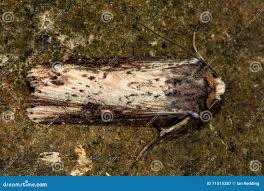 Attēlu rezultāti vaicājumam “Axylia putris”