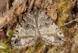 Attēlu rezultāti vaicājumam “Hydriomena furcata”