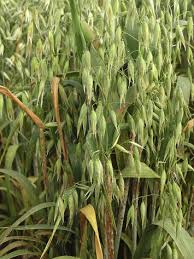 Attēlu rezultāti vaicājumam “Puccinia coronata”