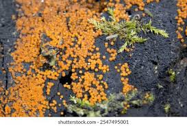 Attēlu rezultāti vaicājumam “Trichia varia”