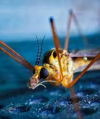 Attēlu rezultāti vaicājumam “Tipulidae larva”