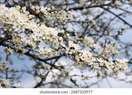 Attēlu rezultāti vaicājumam “Prunus cerasifera var. divaricata bud”