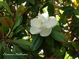 Attēlu rezultāti vaicājumam “Magnolia cylindrica flower”
