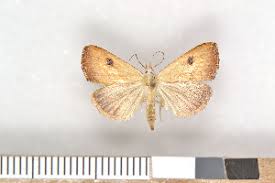 Attēlu rezultāti vaicājumam “Rivula sericealis”