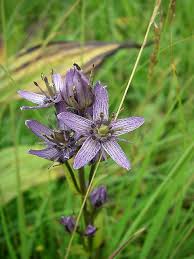 Attēlu rezultāti vaicājumam “Swertia perennis flower”