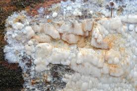 Attēlu rezultāti vaicājumam “Skeletocutis odora”