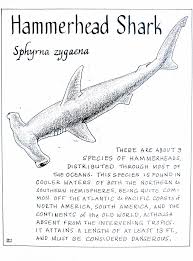 Image result for Sphyrna zygaena