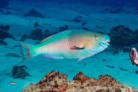 Image result for Scarus rubroviolaceus