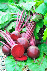 Image result for Beta vulgaris