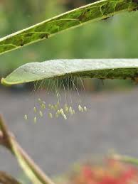 Attēlu rezultāti vaicājumam “Chrysopidae eggs”