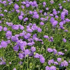Image result for Scabiosa col.`Butterfly Blue`