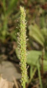 Attēlu rezultāti vaicājumam “Plantago major flower”