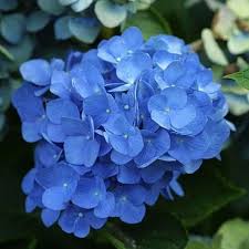 Attēlu rezultāti vaicājumam “Hydrangea”