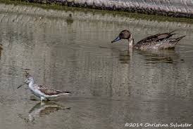 Attēlu rezultāti vaicājumam “Tringa stagnatilis”